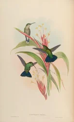 Lampornis viridis = Anthracothorax viridis